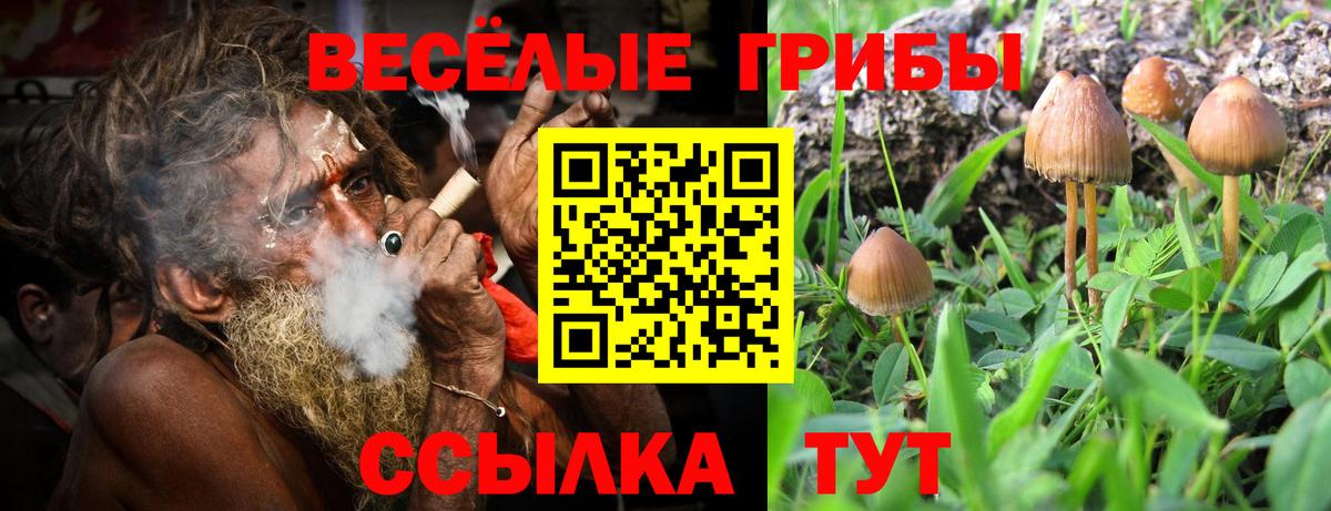 Галлюциногенные грибы прущие грибы Канск